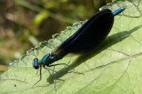 Calopteryx virgo