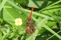 Sympetrum sanguineum
