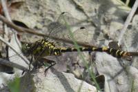 Onychogomphus forcipatus