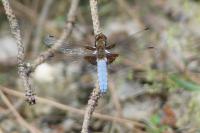 Libellula depressa