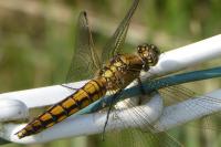 Orthetrum cancellatum