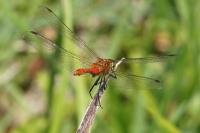 Sympetrum sanguineum