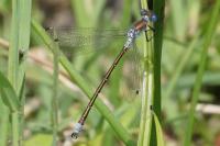 Lestes dryas