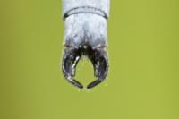 Lestes dryas