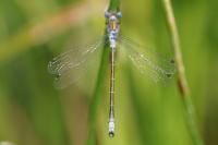 Lestes dryas