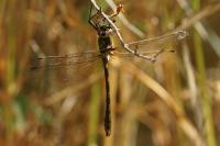 Oxygastra curtisii