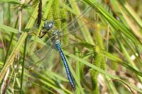 Anax imperator