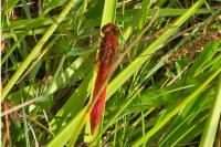 Crocothemis erythraea