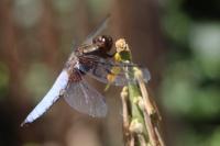 Libellula depressa