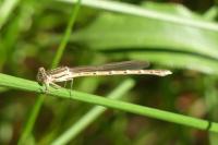 Sympecma fusca
