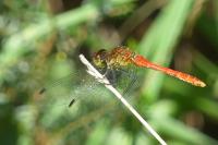 Sympetrum sanguineum