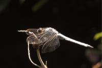 Orthetrum brunneum