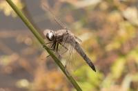 Libellula fulva