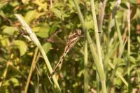 Orthetrum albistylum