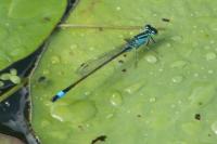 Ischnura elegans