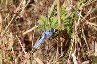 Orthetrum brunneum