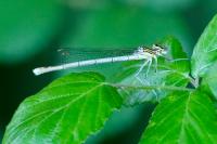 Platycnemis pennipes