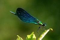 Calopteryx virgo