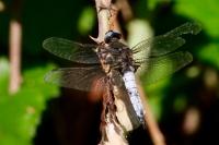 Libellula fulva