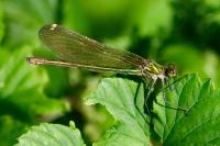 Calopteryx splendens