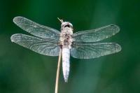 Libellula fulva