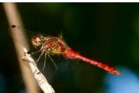 Sympetrum sanguineum