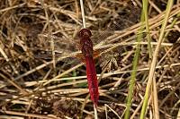 Crocothemis erythraea