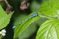 Coenagrion puella