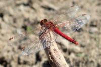 Sympetrum fonscolombii