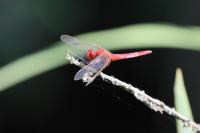 Crocothemis erythraea