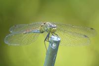 Sympetrum sanguineum