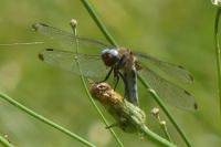 Libellula fulva