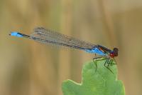 Erythromma viridulum