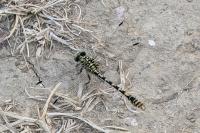 Onychogomphus forcipatus