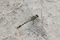 Onychogomphus forcipatus