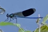 Calopteryx splendens