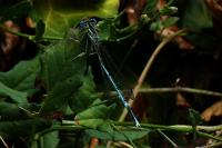 Platycnemis pennipes