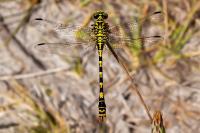 Onychogomphus forcipatus
