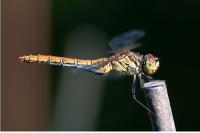 Sympetrum sanguineum