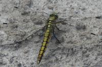 Orthetrum cancellatum