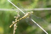 Onychogomphus forcipatus
