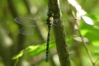 Aeshna cyanea