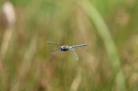 Aeshna affinis