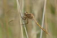 Orthetrum coerulescens