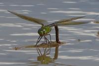 Anax imperator