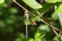 Aeshna mixta