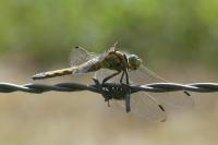 Orthetrum cancellatum