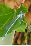 Platycnemis pennipes
