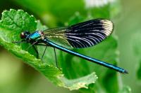 Calopteryx splendens