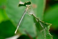 Platycnemis pennipes